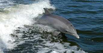 Dolphins return to the Ganga