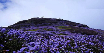 ‘Neelakurinji’ Bloom