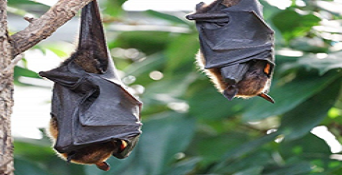 Out of Southeast Asia: A new species of thick-thumbed bat (Chiroptera:  Vespertilionidae: Glischropus ) from Meghalaya, north-eastern India